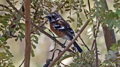 Chasiempis sandwichensis bryani