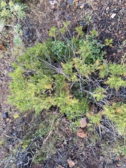 Lavandula canariensis