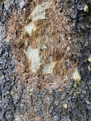 Dendroctonus