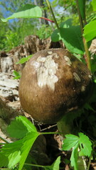 Agaricomycetidae