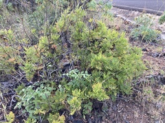 Lavandula canariensis