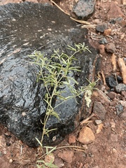 Chamaesaracha coronopus