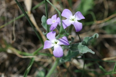 Matthiola tricuspidata
