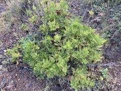 Lavandula canariensis