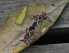 Dysdercus decussatus