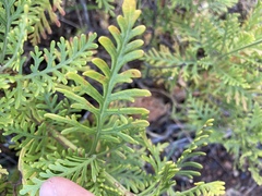 Lavandula canariensis