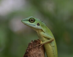 Bronchocela cristatella