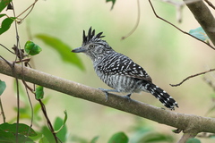 Thamnophilus doliatus