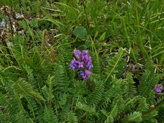 Oxytropis montana