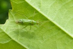 Blepharidopterus angulatus