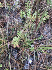 Symphyotrichum walteri