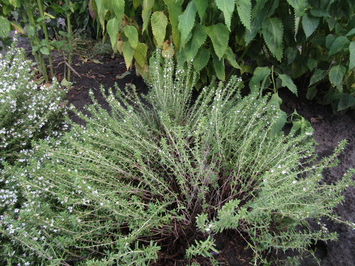 Ein weiteres Foto von Summer Savory