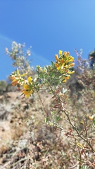 Acmispon dendroideus