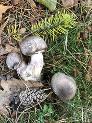 Agaricus deardorffensis