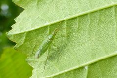 Blepharidopterus angulatus