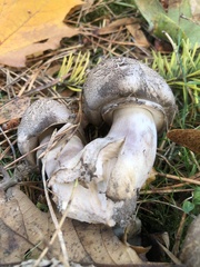 Agaricus deardorffensis