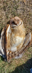 Tyto alba tuidara