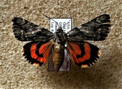 Catocala verrilliana