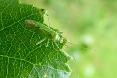 Blepharidopterus angulatus