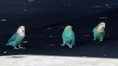 Agapornis roseicollis