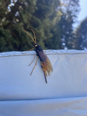 Urocerus gigas