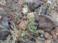 Dysphania ambrosioides