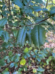 Ilex