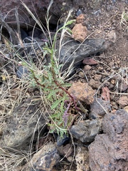 Dysphania ambrosioides