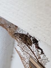 Larinioides cornutus