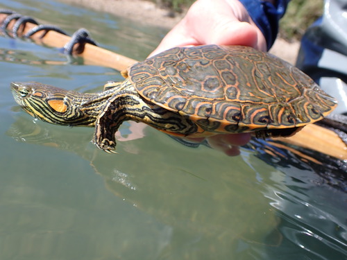 Big Bend Slider, Trachemys gaigeae