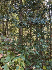 Ilex