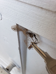 Larinioides cornutus