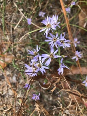 Symphyotrichum walteri