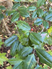 Ilex