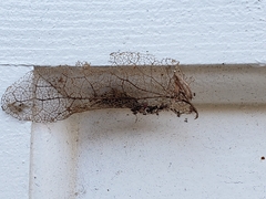 Larinioides cornutus