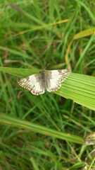 Heliopetes omrina