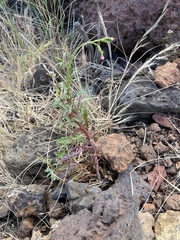 Dysphania ambrosioides