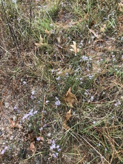 Symphyotrichum walteri