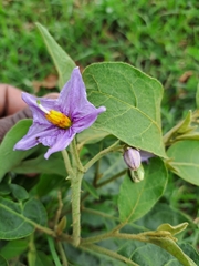 Solanum campylacanthum