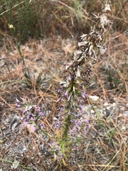 Liatris elegans