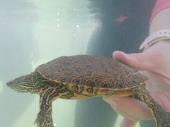 Trachemys gaigeae