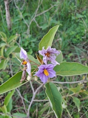 Solanum campylacanthum