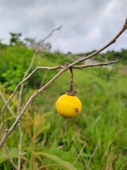 Solanum campylacanthum