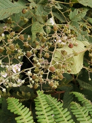 Rubus glaucus
