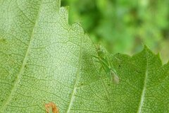 Blepharidopterus angulatus