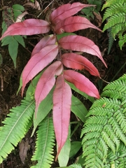 Blechnum novae-zelandiae