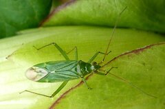 Blepharidopterus angulatus