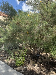Sidneya tenuifolia