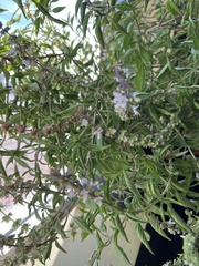 Ocimum