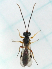 Ctenopelmatinae